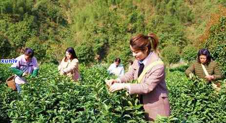 六安瓜片的茶树品种-六安瓜片的茶树品种有哪些