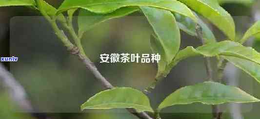 安茶属于什么品种-安茶属于什么品种的茶