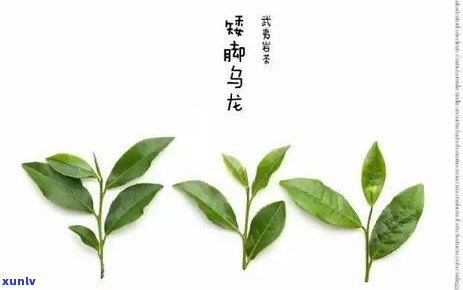 中国茶的品种有哪些名字，探秘中国茶的世界：了解各种茶叶的品种名称