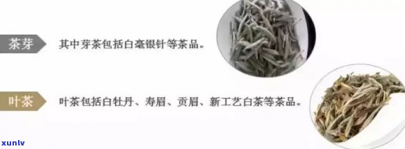 探究中国茶的品种：名称及图片全览