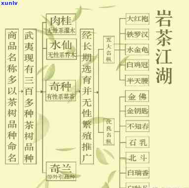 武夷山茶叶品种：类别与种类全解析