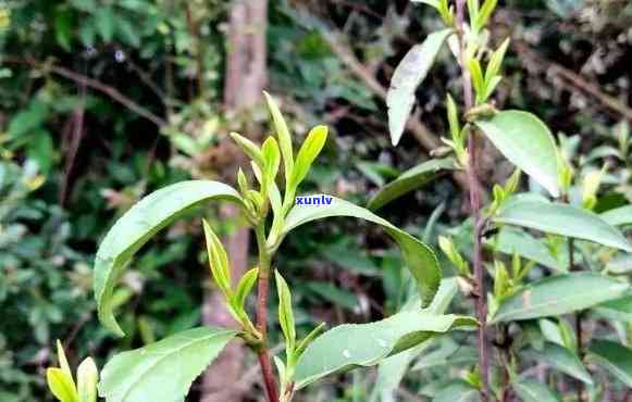 华茶一号是什么品种-华茶一号是什么品种的茶叶