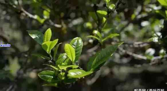 茶树的品种有多少种类，探索茶叶的世界：熟悉茶树品种的多样性