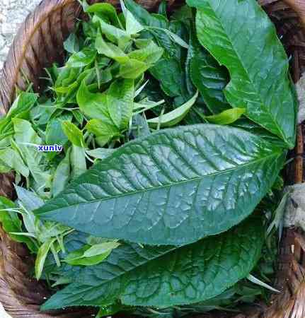 茶树有多少品种，探究茶树的多样性：了解有多少种不同的茶树品种