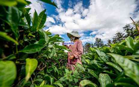 茶树有多少品种，探究茶树的多样性：了解有多少种不同的茶树品种