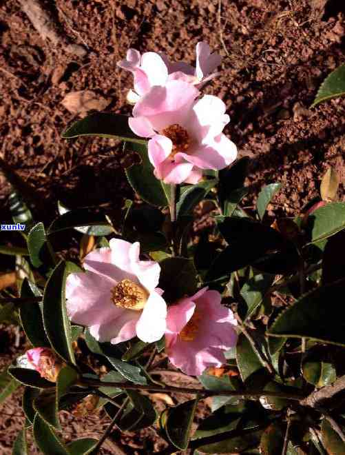 野山茶是什么，探秘自然：什么是野山茶？