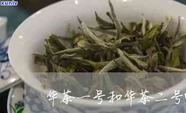 华茶3号是什么品种-华茶3号是什么品种的茶