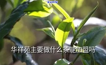 华茶3号是什么品种-华茶3号是什么品种的茶