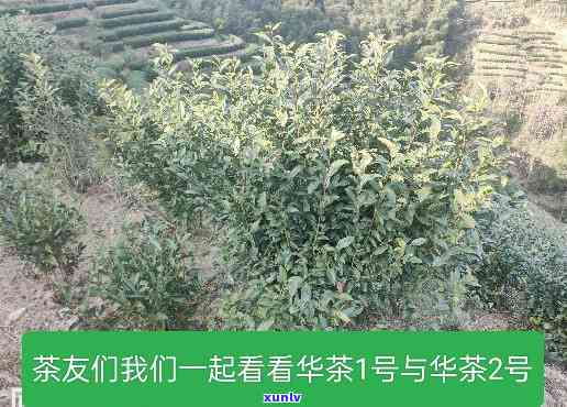 华茶3号是什么品种-华茶3号是什么品种的茶