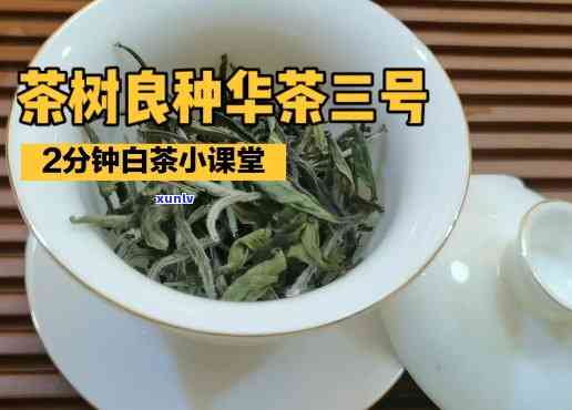 华茶3号是什么品种-华茶3号是什么品种的茶