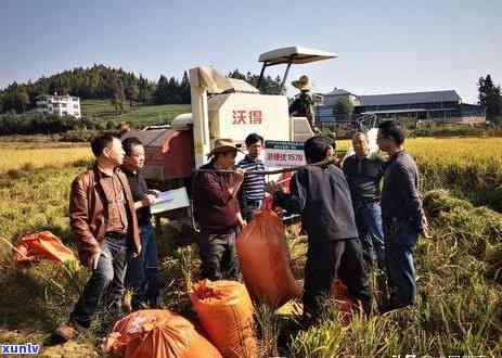 武夷山茶属于啥品种的，探秘武夷山茶：了解其所属品种及特点