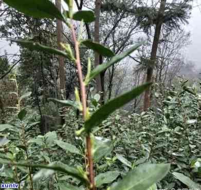 西特有的茶树品种，探秘西：揭秘西特有的茶树品种及其独特之处