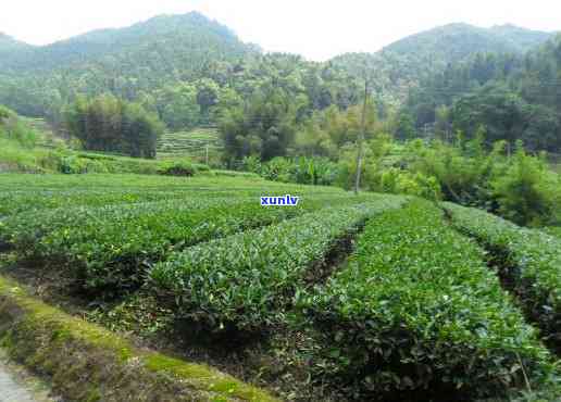 武夷山茶有哪些品种-武夷山茶有哪些品种图片