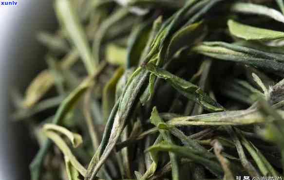 黄山野茶是什么品种的茶，探秘黄山野茶：究竟属于哪种茶叶品种？