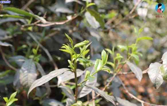 黄山野茶是什么茶，探秘黄山：解析“黄山野茶”是什么茶？