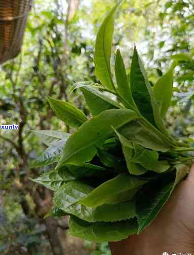 黄山野茶是什么茶，探秘黄山：解析“黄山野茶”是什么茶？