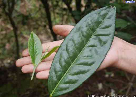 小叶种茶的代表产品，探寻茶中珍品：小叶种茶的代表产品介绍