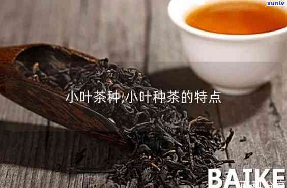 小叶种茶的代表产品，探寻茶中珍品：小叶种茶的代表产品介绍