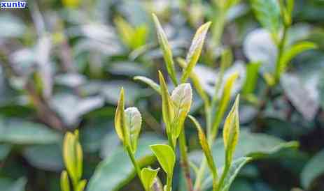 松萝茶属于什么品种-松萝茶属于什么品种的茶