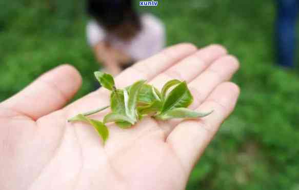 贡茶：究竟有多少个品种名称？