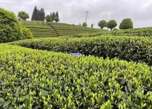 四川种植面积更大的茶树品种，揭秘四川：种植面积更大茶树品种是什么？