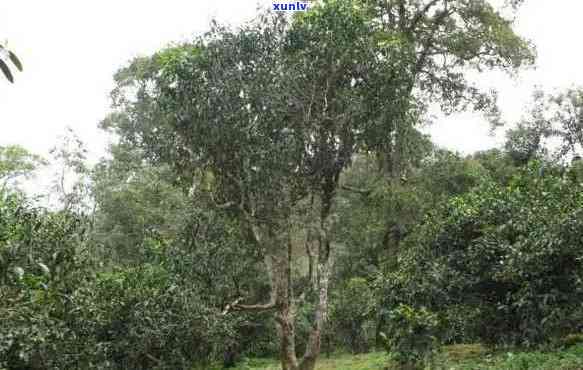 四川种植面积更大的茶树品种，揭秘四川：种植面积更大茶树品种是什么？