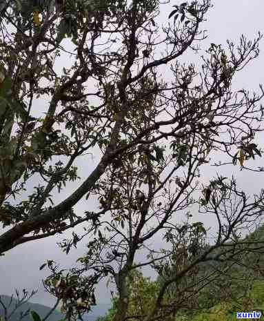 四川种植面积更大的茶树品种，揭秘四川：种植面积更大茶树品种是什么？