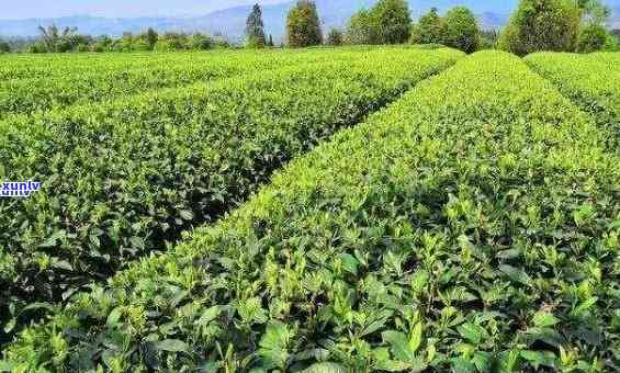 政和小菜茶茶树品种-政和小菜茶为何那么贵