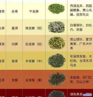 寻找野茶小种的品种：全图解与名称一览