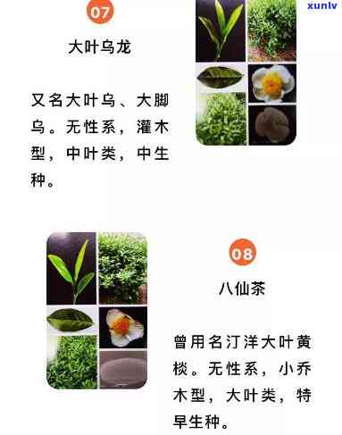 寻找野茶小种的品种：全图解与名称一览