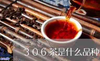 306茶是什么品种-306茶叶属于什么品种