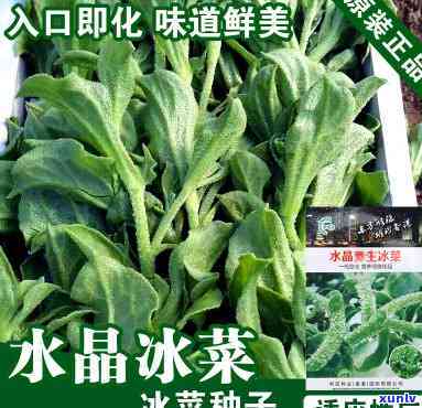 冰菜种子价格，最新冰菜种子价格信息，一文了解市场行情！