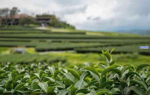 茶树种植，深入了解茶树种植：历、文化和技巧