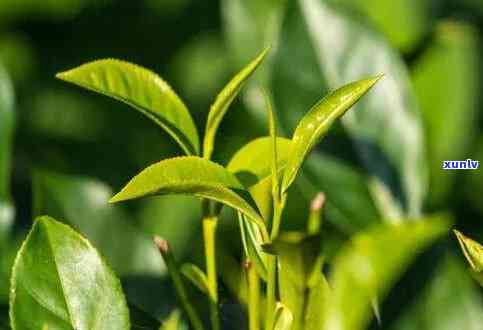 茶树品种有哪些-茶树品种有哪些图片