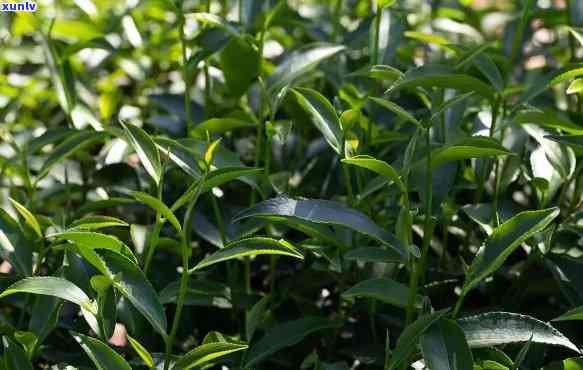 金牡丹茶树品种介绍图片大全及价格