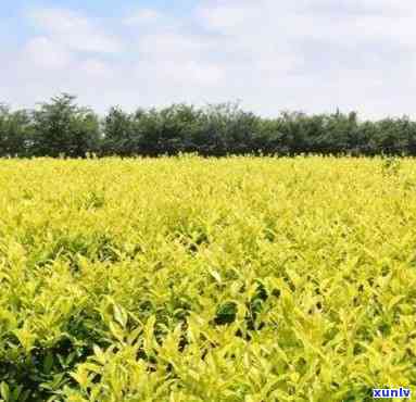 金牡丹茶树品种介绍-金牡丹茶树品种介绍图片