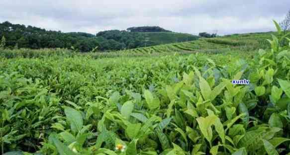 茶树品种有哪些图片-茶树品种有哪些图片大全