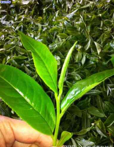 属于茶树品种命名的是，揭秘茶叶世界：属于茶树品种命名的那些事儿