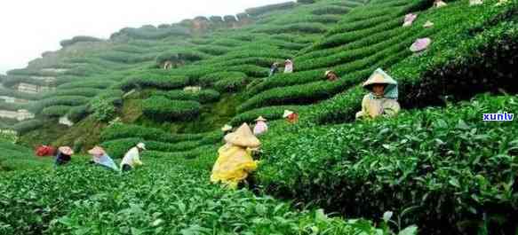 茶的品种排行，探究茶叶世界：茶的品种排行揭秘