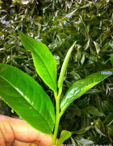 茶树都是一个品种吗图片，探究茶树品种多样性：并非所有茶树都是一种！