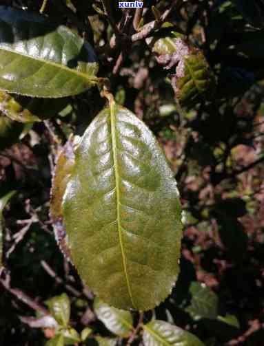 茶树都是一个品种吗，探讨茶树品种的多样性：并非所有茶树都是同一个品种