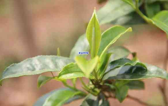 茶树都是一个品种吗，探讨茶树品种的多样性：并非所有茶树都是同一个品种