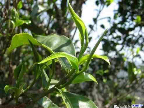 茶树都是一个品种吗，探讨茶树品种的多样性：并非所有茶树都是同一个品种