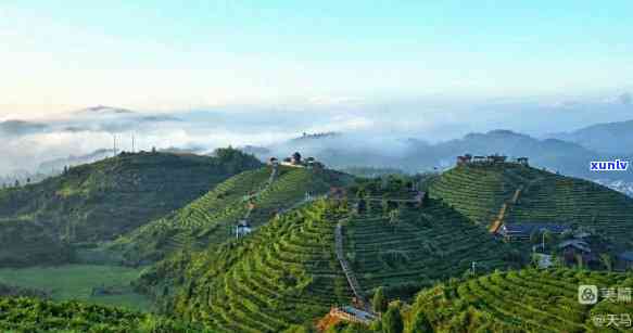 中国高山茶城：探寻大田县的世界茶叶宝地