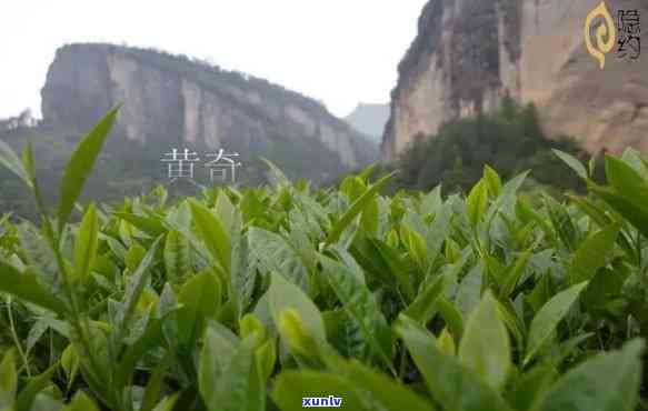 武夷山茶树品种资料有哪些，探究武夷山茶树品种：一份全面的资料指南