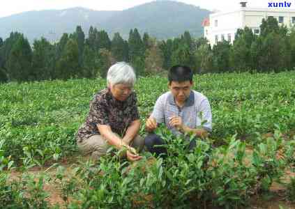 深入理解：茶树品种的概念、定义与特点