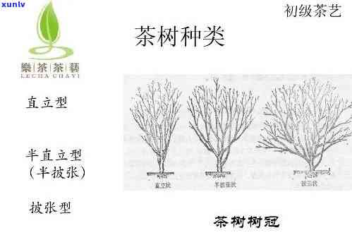 茶树品种分类的依据-茶树品种分类的依据是什么