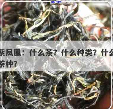 凤凰茶什么品种-凤凰茶什么品种喝