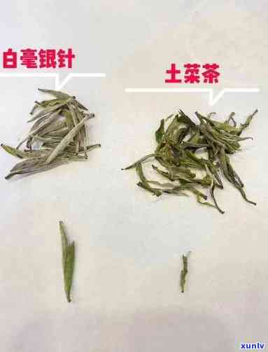 白茶菜茶：一种独特的茶品种及其来源与特点