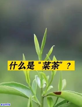 菜茶是什么意思，解释一下，'菜茶'是什么意思？